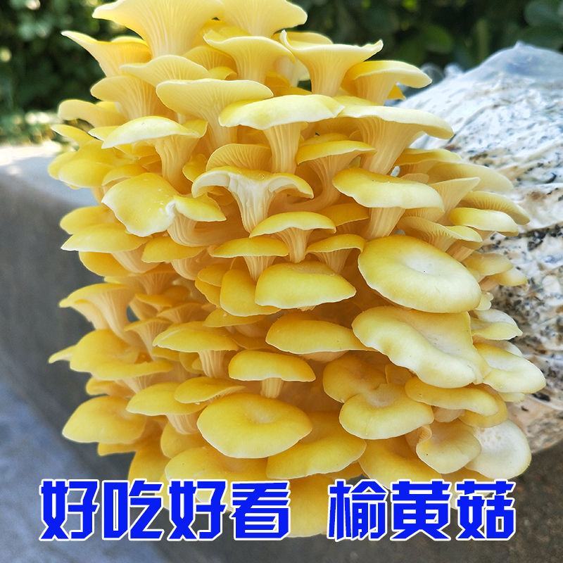 蘑菇菌包菌种种植包平菇菌棒蘑菇菌种菇种家庭室内蘑菇养种食