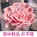 蘑菇菌包菌种种植包平菇菌棒蘑菇菌种菇种家庭室内蘑菇养种食