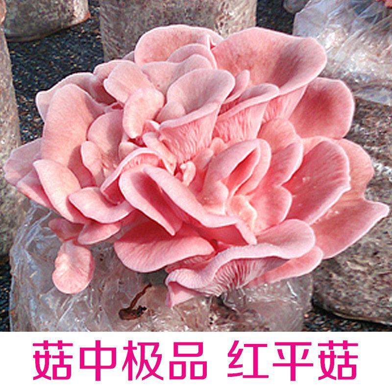 蘑菇菌包菌种种植包平菇菌棒蘑菇菌种菇种家庭室内蘑菇养种食