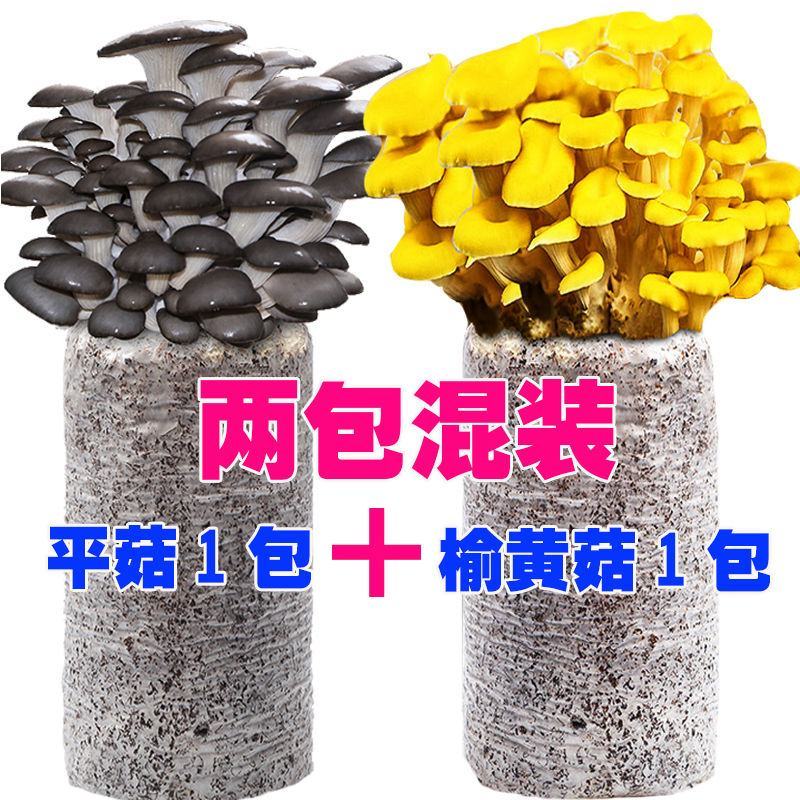 蘑菇菌包菌种种植包平菇菌棒蘑菇菌种菇种家庭室内蘑菇养种食