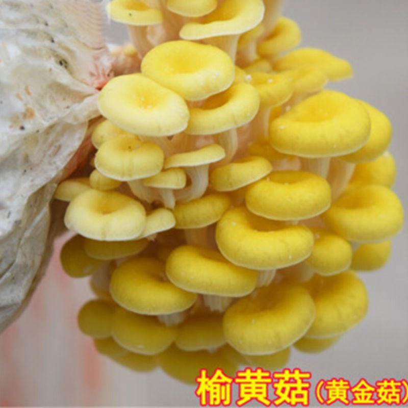 蘑菇菌包菌种种植包平菇菌棒蘑菇菌种菇种家庭室内蘑菇养种食