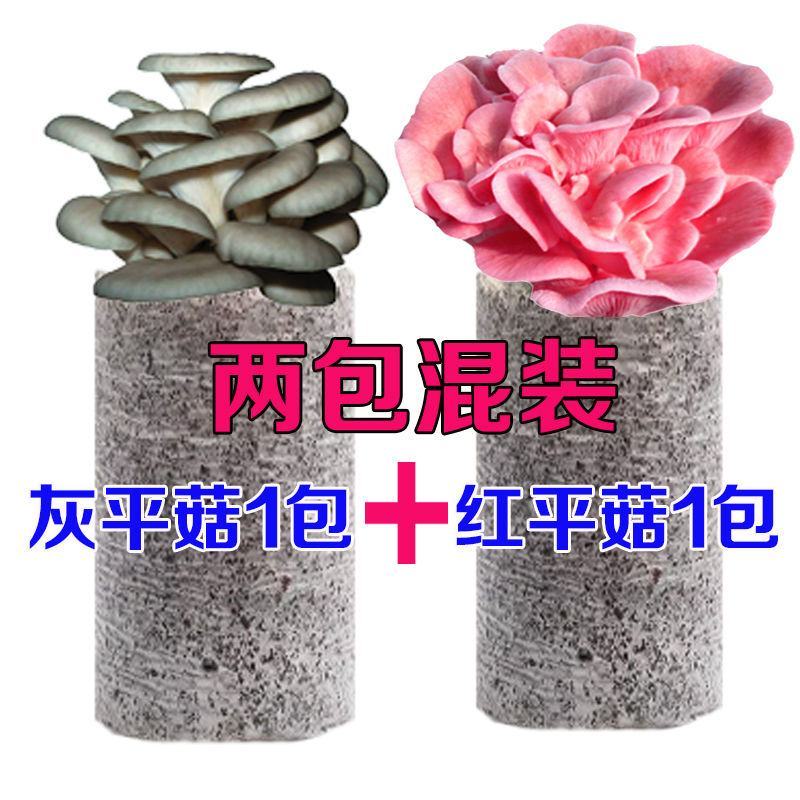 蘑菇菌包菌种种植包平菇菌棒蘑菇菌种菇种家庭室内蘑菇养种食