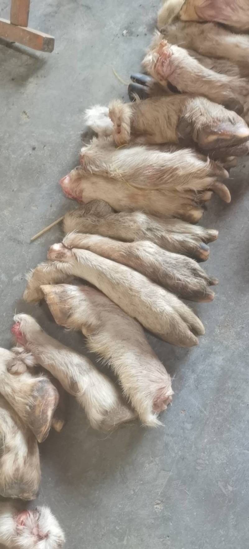 毛蹄，绵羊蹄，山羊蹄都有，常年大量提供优质毛蹄，欢迎您