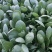山东精品小颗油菜