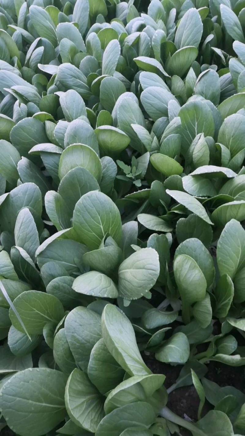 山东精品小颗油菜