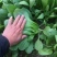 山东精品小颗油菜