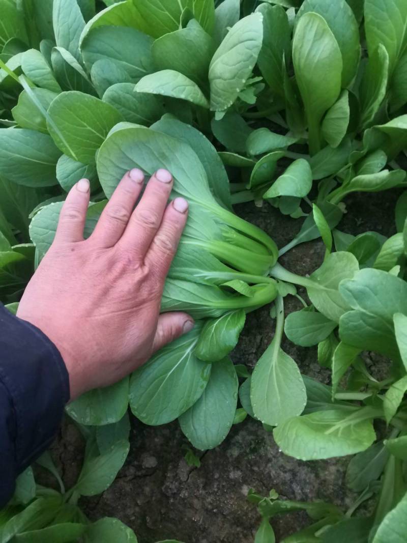 山东精品小颗油菜