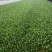 山东精品小颗油菜