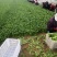 山东精品小颗油菜