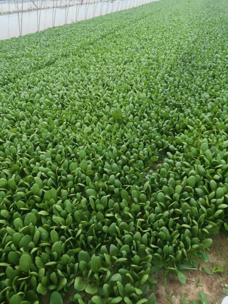 山东精品小颗油菜