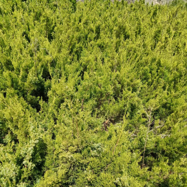 大量小龙柏因倒地处理，价格优惠