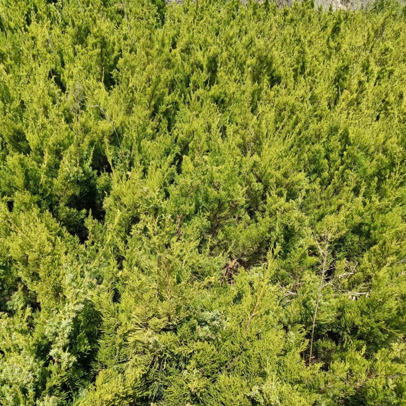 大量小龙柏因倒地处理，价格优惠