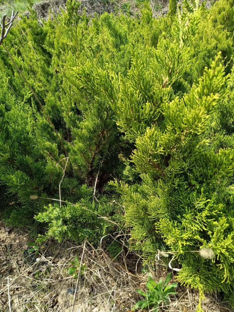 大量小龙柏因倒地处理，价格优惠