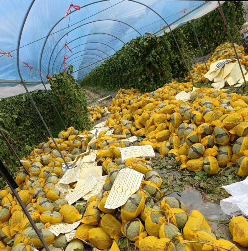 海南哈密瓜现摘现装红到皮甜度高全国整车代发