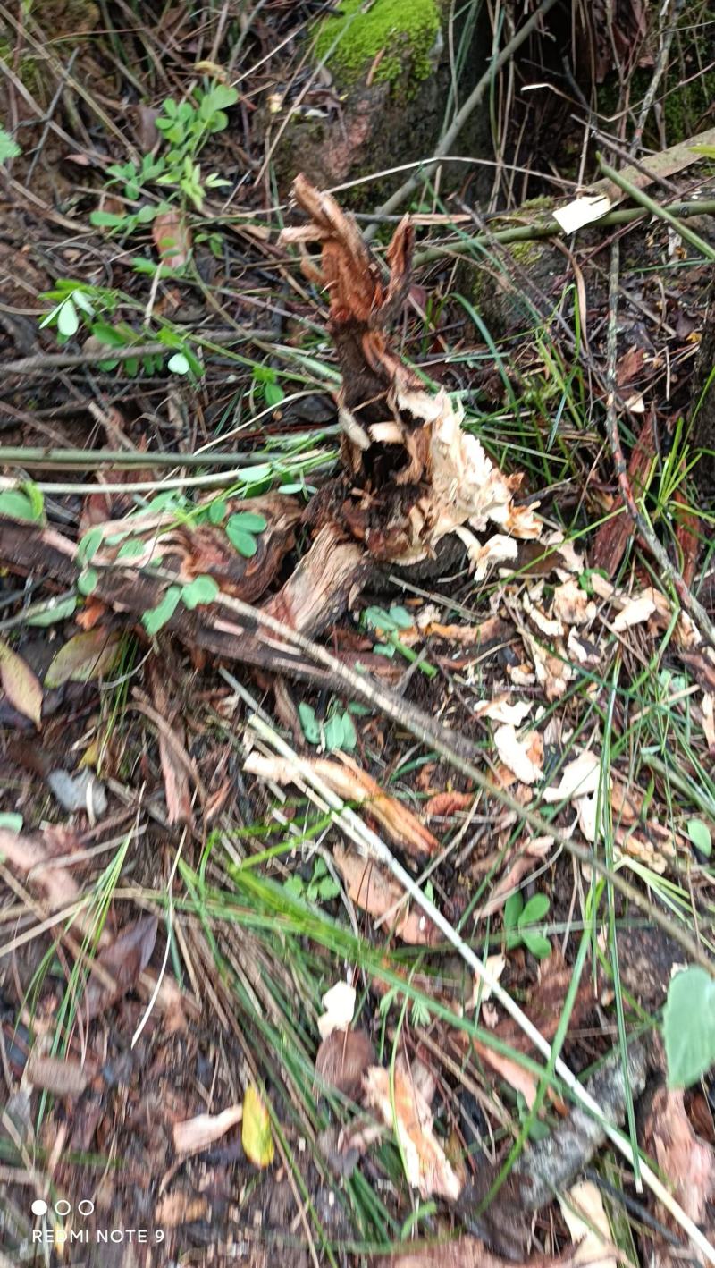 斗米虫，江西深山，云实树(又名虎刺虫，鸟不踏刺虫)