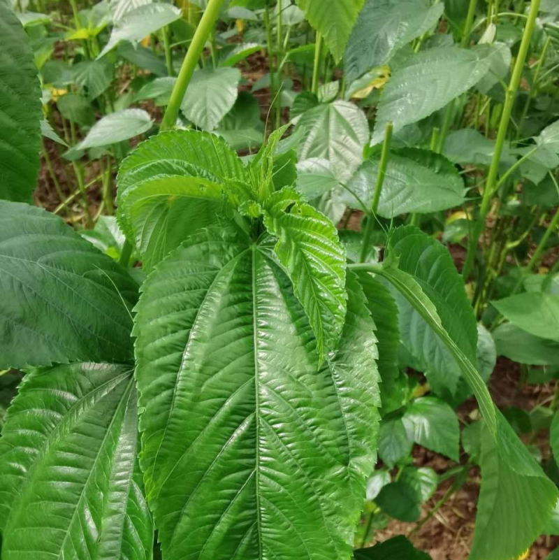 莫洛海芽埃及帝王菜帝王菜种子种苗山东特菜野菜