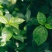 莫洛海芽埃及帝王菜帝王菜种子种苗山东特菜野菜