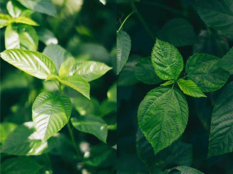 莫洛海芽埃及帝王菜帝王菜种子种苗山东特菜野菜