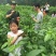莫洛海芽埃及帝王菜帝王菜种子种苗山东特菜野菜
