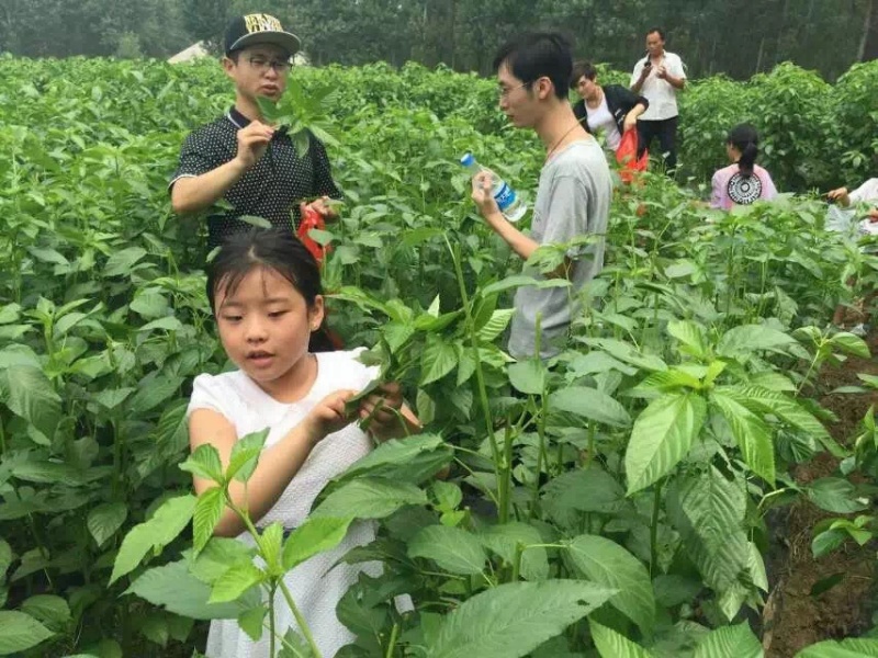 莫洛海芽埃及帝王菜帝王菜种子种苗山东特菜野菜