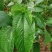 莫洛海芽埃及帝王菜帝王菜种子种苗山东特菜野菜