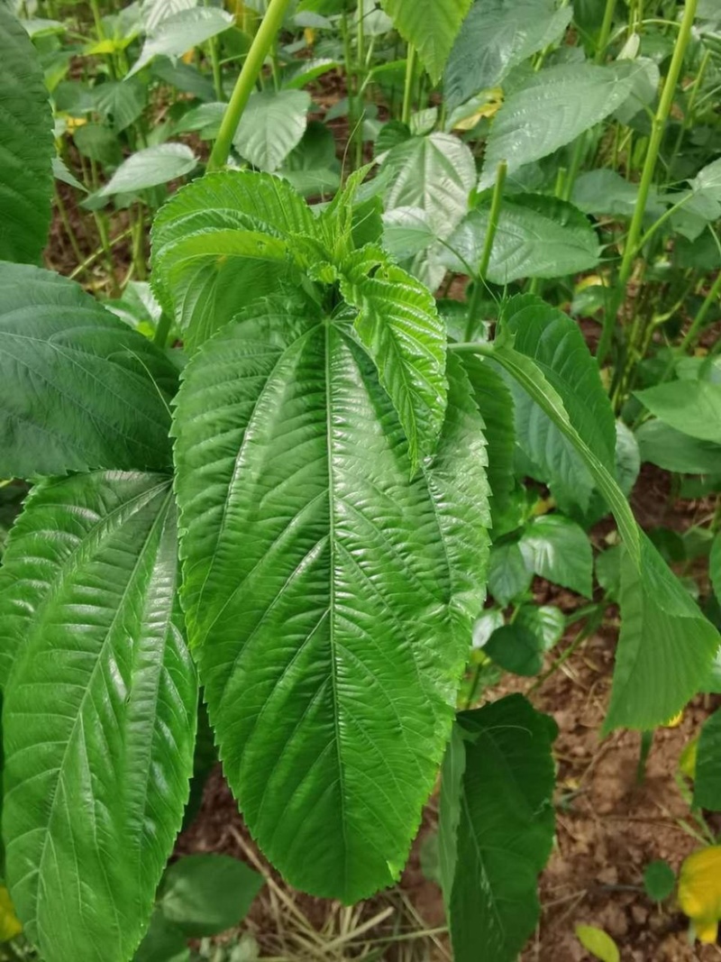 莫洛海芽埃及帝王菜帝王菜种子种苗山东特菜野菜