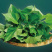 莫洛海芽埃及帝王菜帝王菜种子种苗山东特菜野菜
