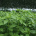 莫洛海芽埃及帝王菜帝王菜种子种苗山东特菜野菜