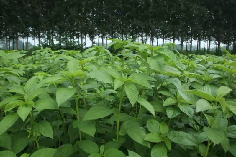 莫洛海芽埃及帝王菜帝王菜种子种苗山东特菜野菜