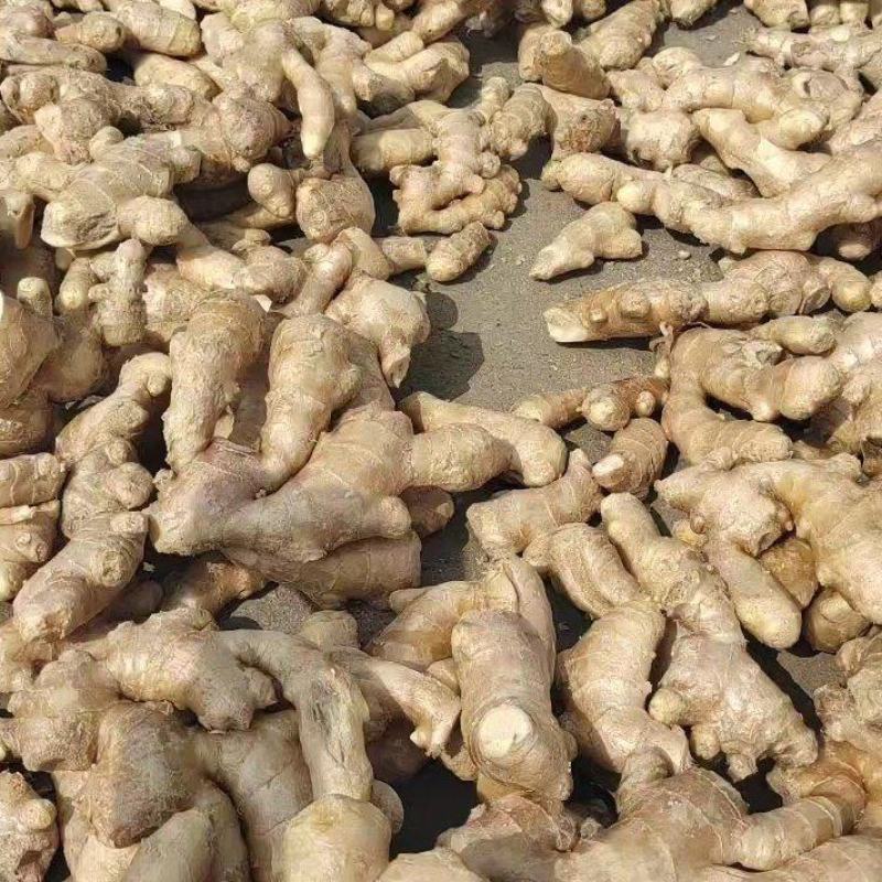 山东临沂大黄姜，小黄姜，老姜欢迎各界商家、工厂前来采购