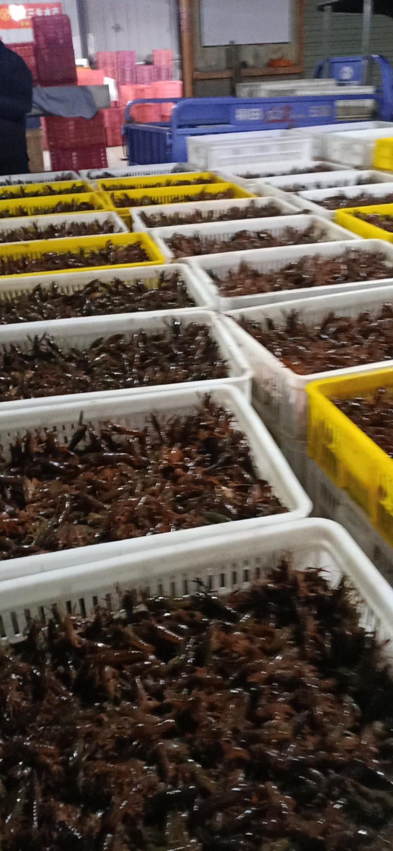 养殖基地出品精品小龙虾苗以及种虾，只做养殖户的搬运工！