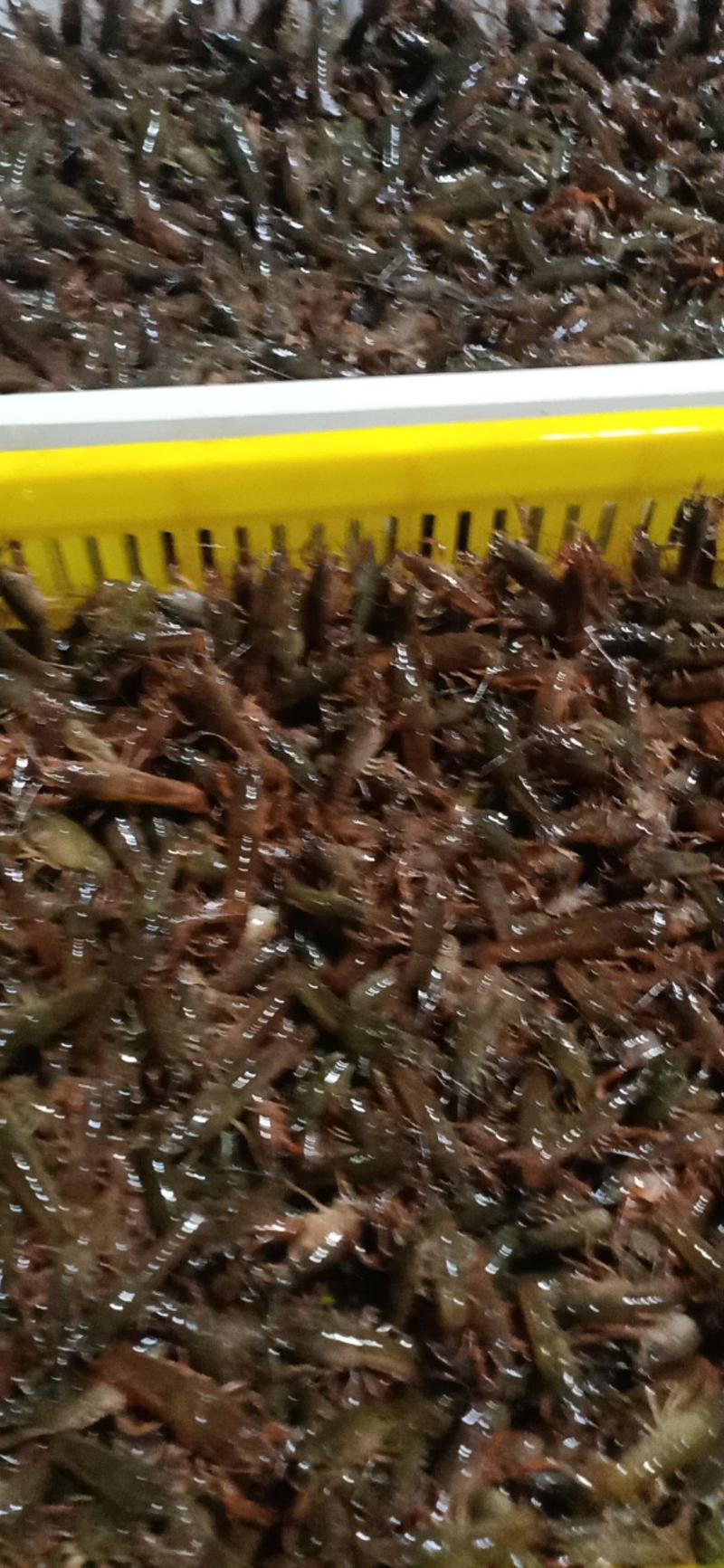 养殖基地出品精品小龙虾苗以及种虾，只做养殖户的搬运工！