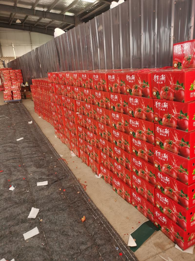 普罗旺斯西红水果西红柿沙瓤番茄现摘现发包新鲜对接社区团购