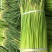 菏泽东明县精品红毛蒜苔正在大量上市中欢迎新老顾客前来选购