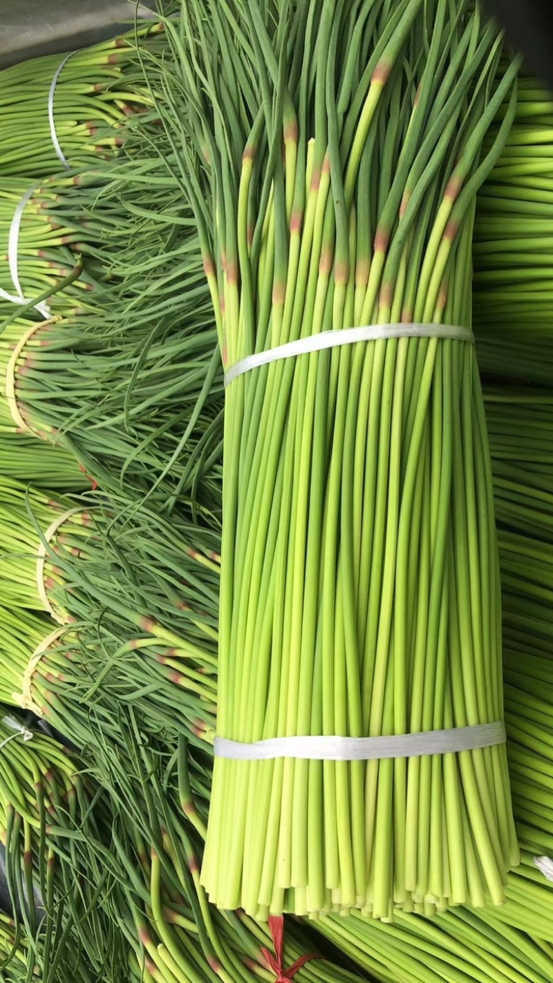 菏泽东明县精品红毛蒜苔正在大量上市中欢迎新老顾客前来选购