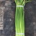 菏泽东明县精品红毛蒜苔正在大量上市中欢迎新老顾客前来选购
