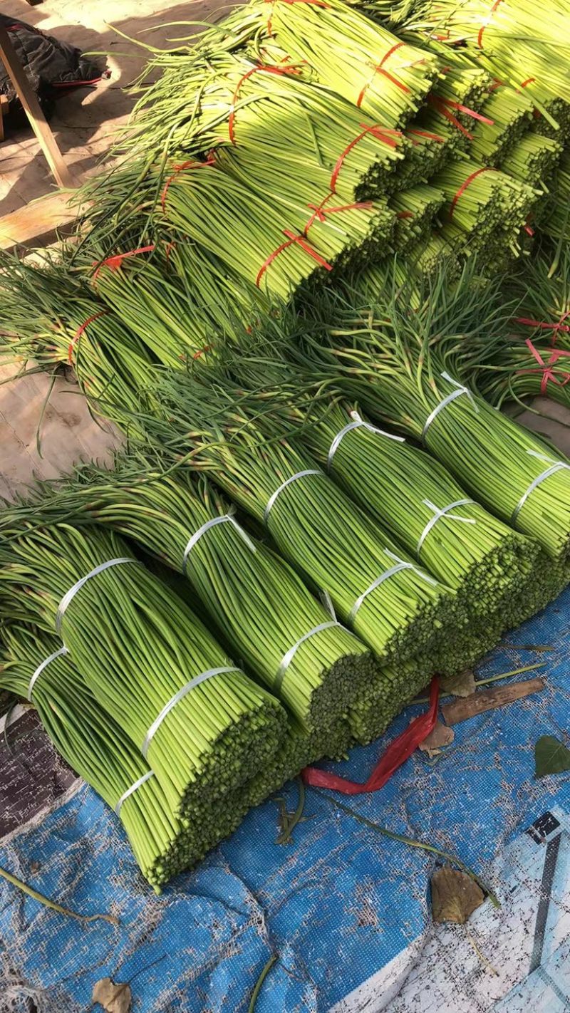 菏泽东明县精品红毛蒜苔正在大量上市中欢迎新老顾客前来选购