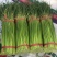 菏泽东明县精品红毛蒜苔正在大量上市中欢迎新老顾客前来选购