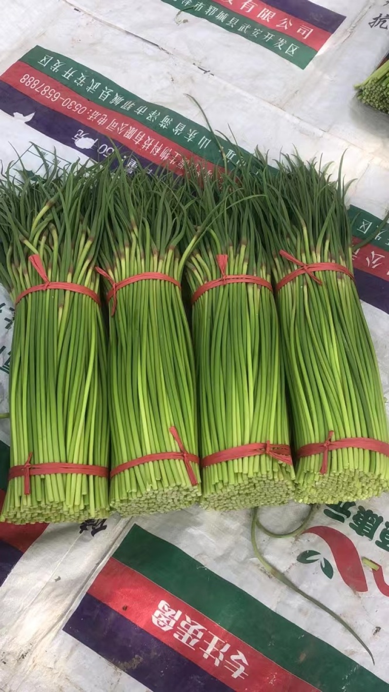 菏泽东明县精品红毛蒜苔正在大量上市中欢迎新老顾客前来选购