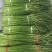 菏泽东明县精品红毛蒜苔正在大量上市中欢迎新老顾客前来选购
