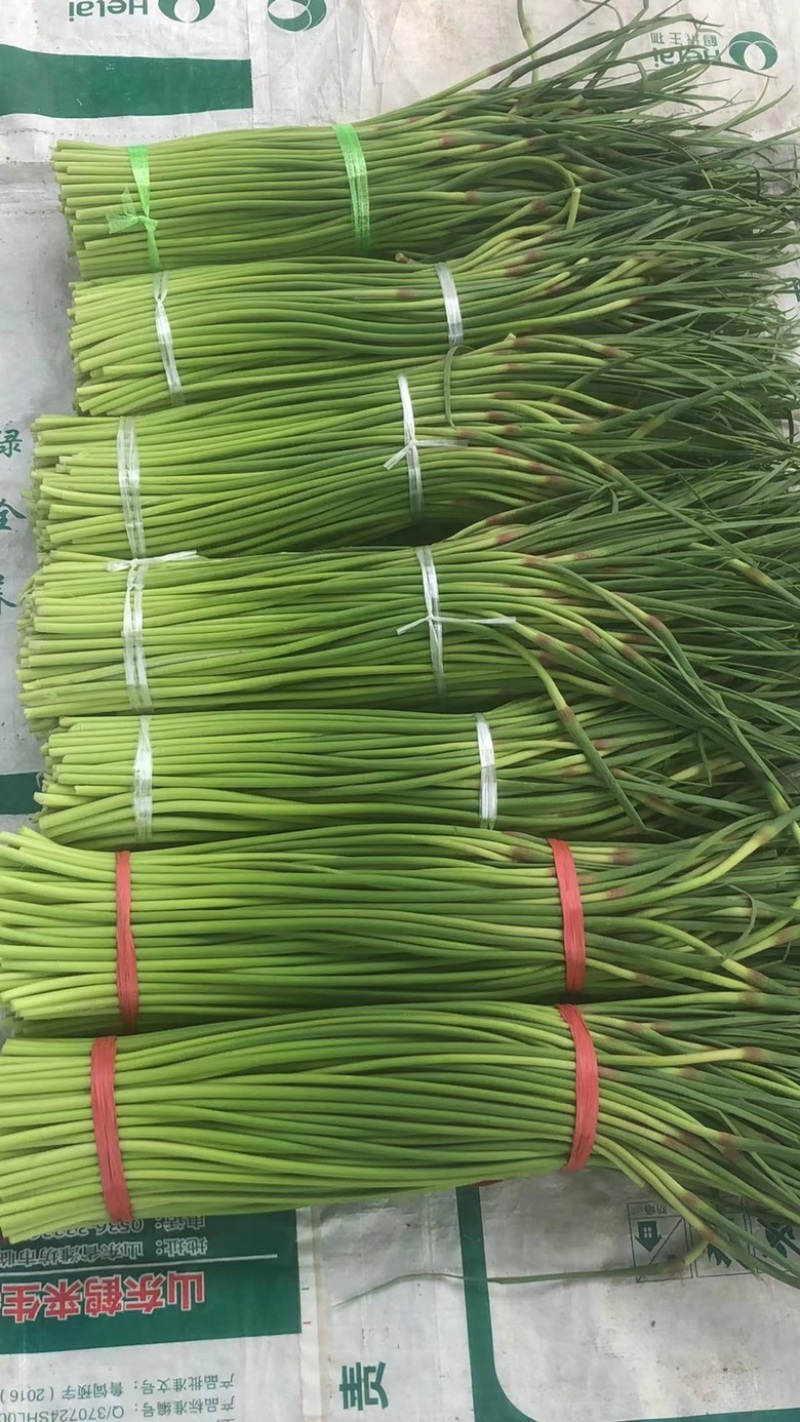 菏泽东明县精品红毛蒜苔正在大量上市中欢迎新老顾客前来选购