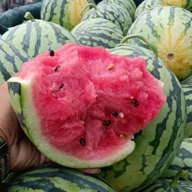 无籽麒麟美都、有籽麒麟美都保质保量大量供应中huoxu