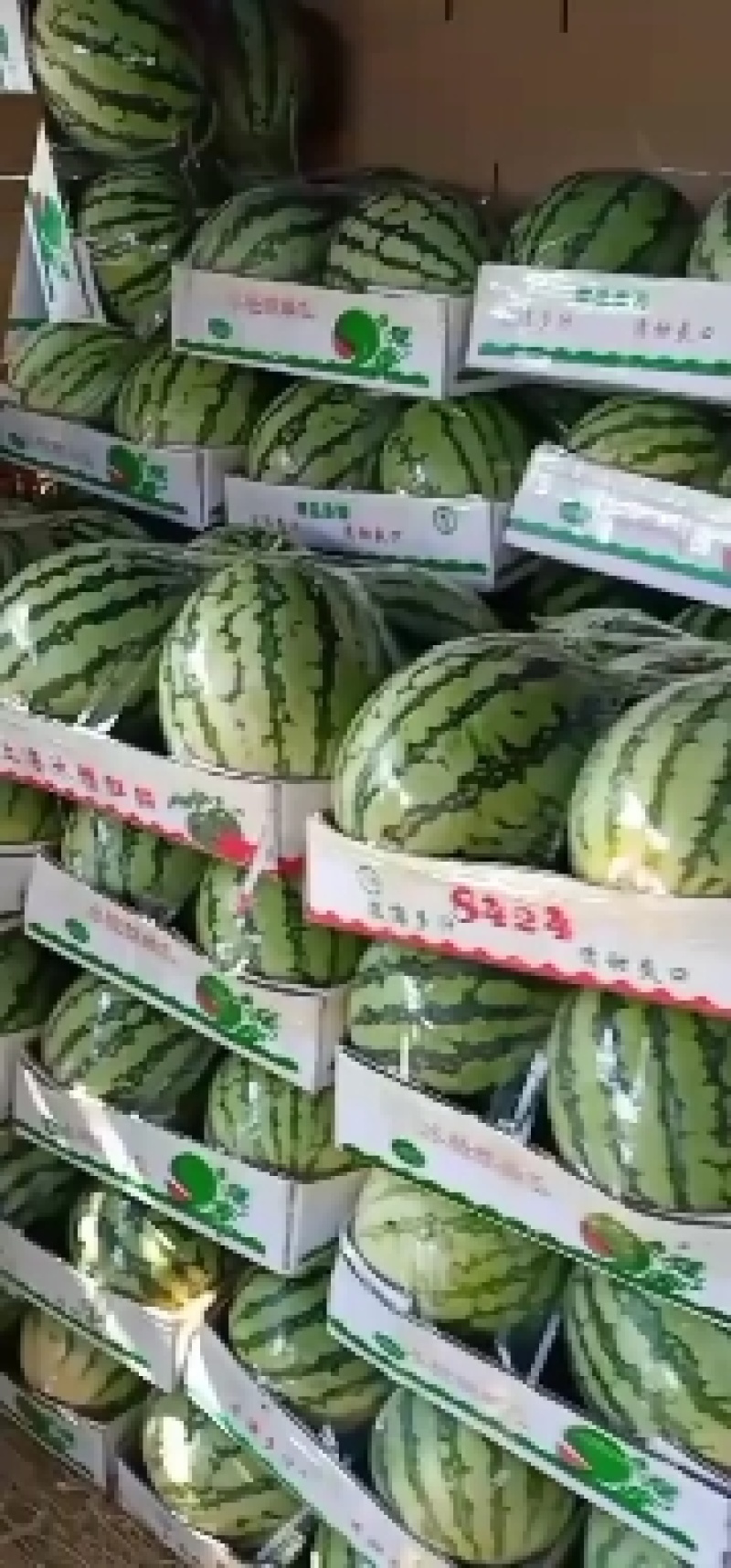 无籽麒麟美都、有籽麒麟美都保质保量大量供应中huoxu