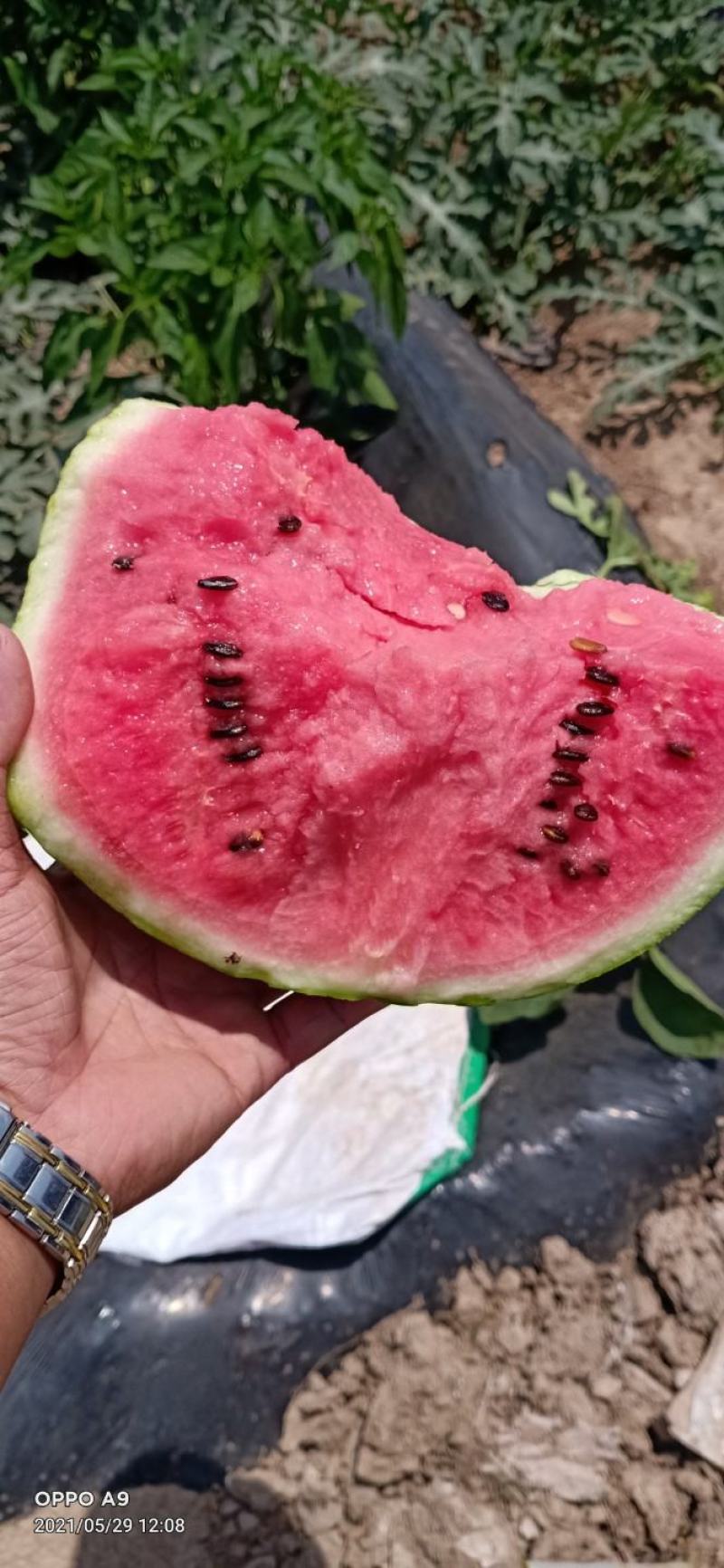 无籽麒麟美都、有籽麒麟美都保质保量大量供应中huoxu