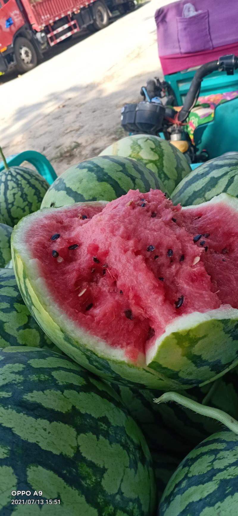 无籽麒麟美都、有籽麒麟美都保质保量大量供应中huoxu