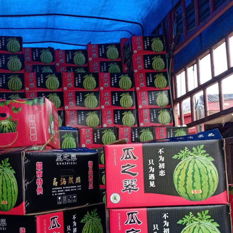 无籽麒麟美都、有籽麒麟美都保质保量大量供应中huoxu