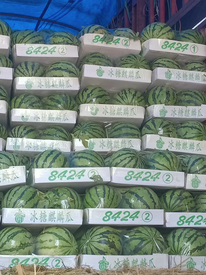 无籽麒麟美都、有籽麒麟美都保质保量大量供应中huoxu