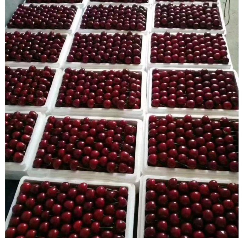 美早大樱桃批发大樱桃产地货源充足质量保证全国发货