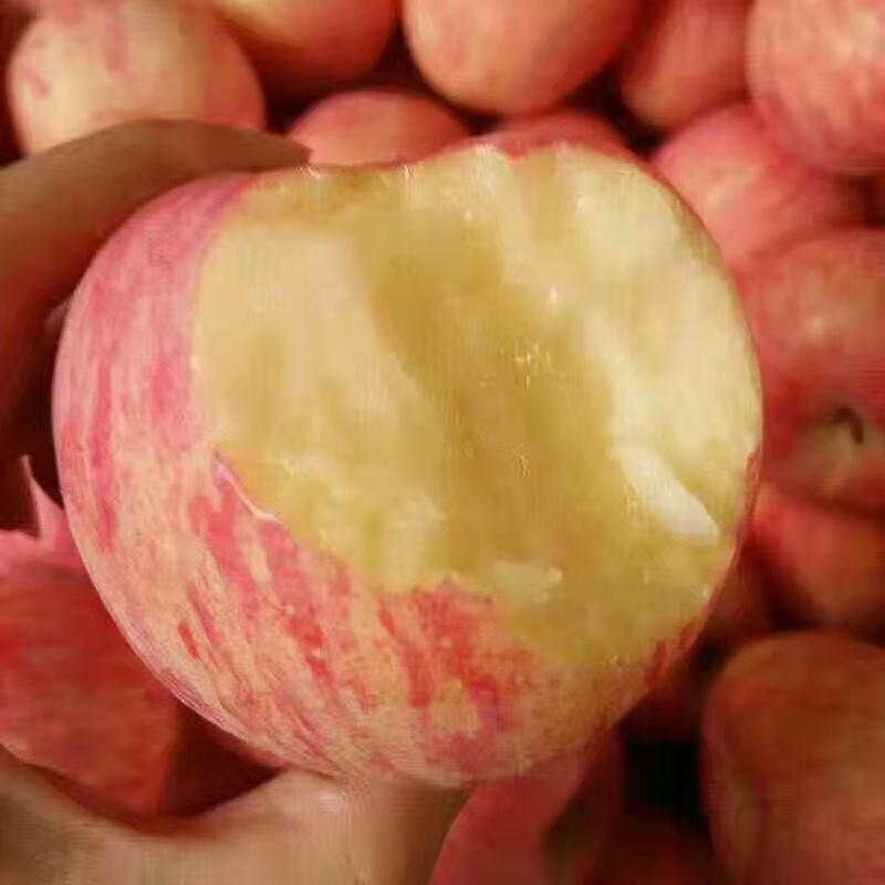实力山东苹果红富士苹果，产地直发，一手货源，价格便宜