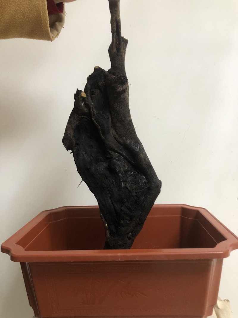 金弹子盆景下山桩